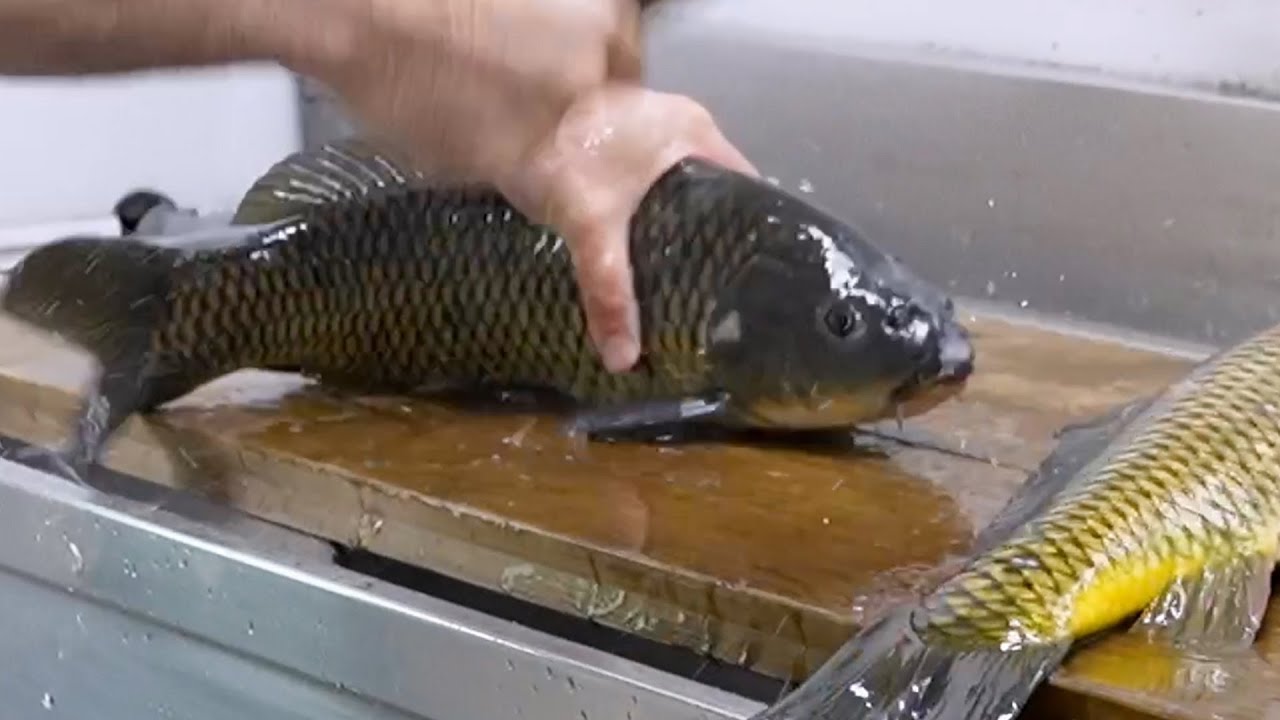 コイ料理で満席になる店「鯉しげ」生き鯉のさばき方 日本 職人技 Japanese carp sashimi shop