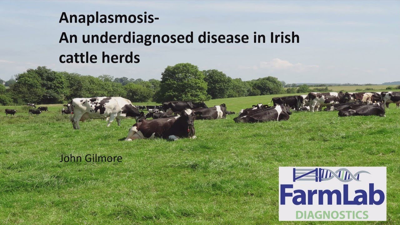 Anaplasmosis, an underdiagnosed disease in Irish Cattle Herds