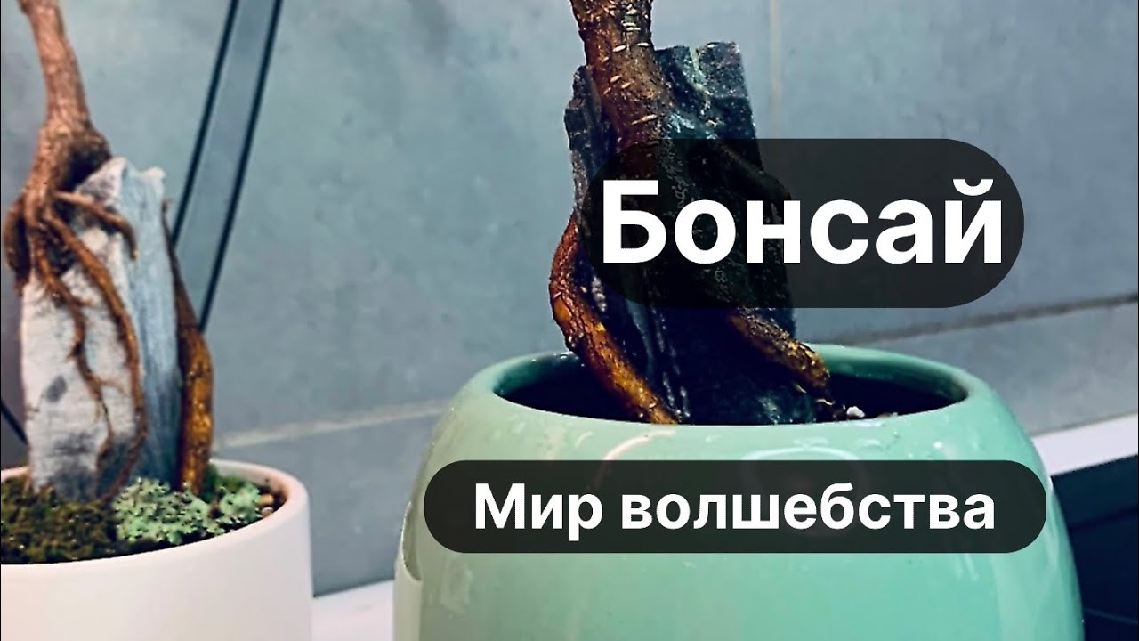 Бонсай. Мир Волшебства.  N 3. Фикус Микрокарпа с декоративным камнем