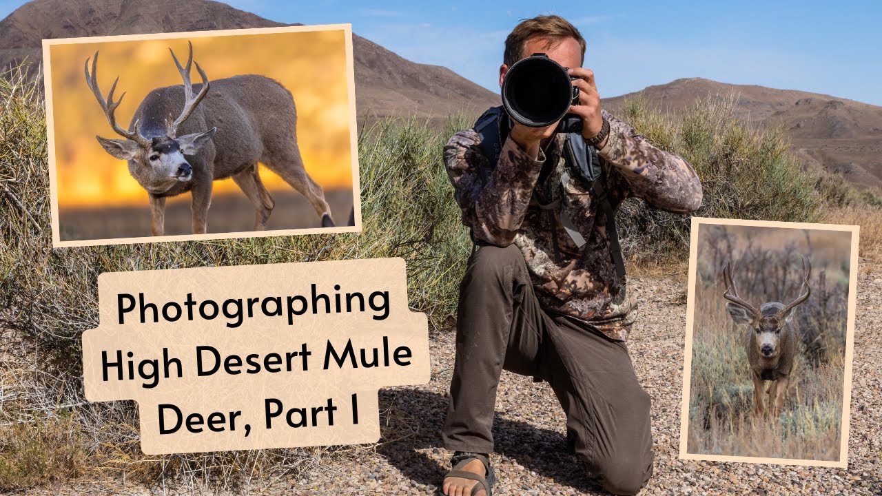 Photographing the Mule Deer rut, Part 1. High desert wildlife photography in a beautiful landscape