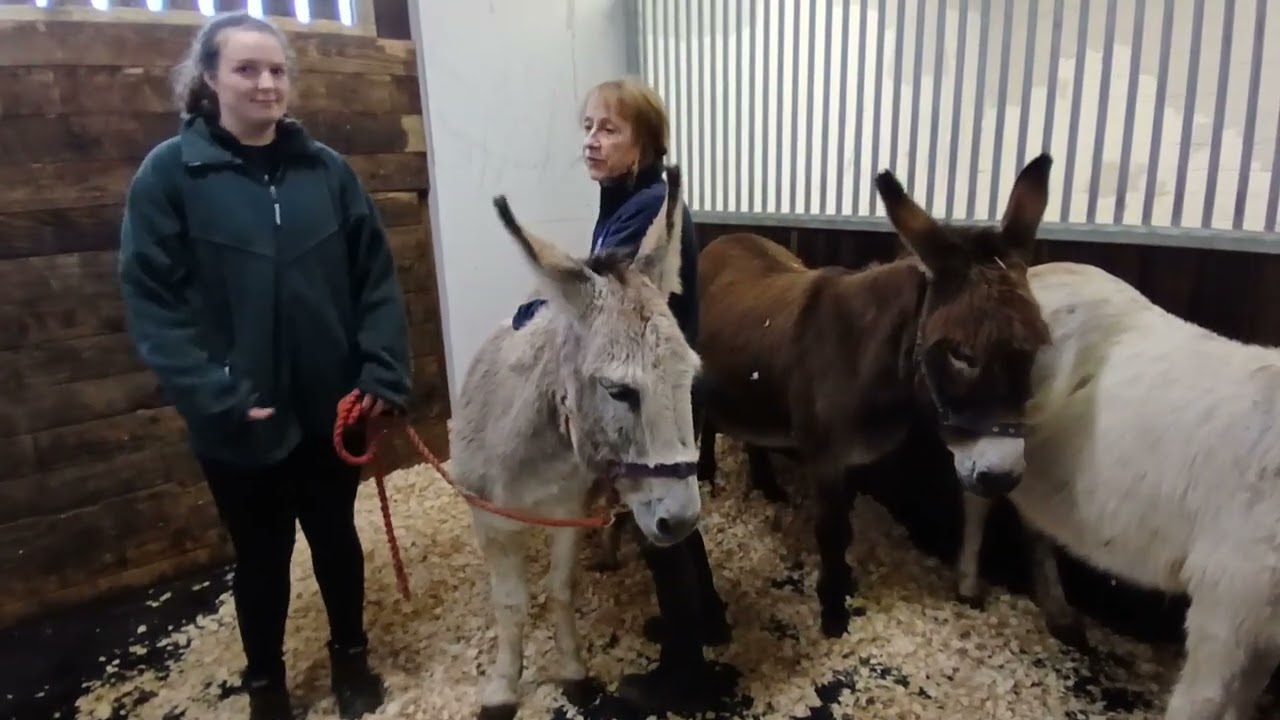 Assessing an Equine for skin lesions 