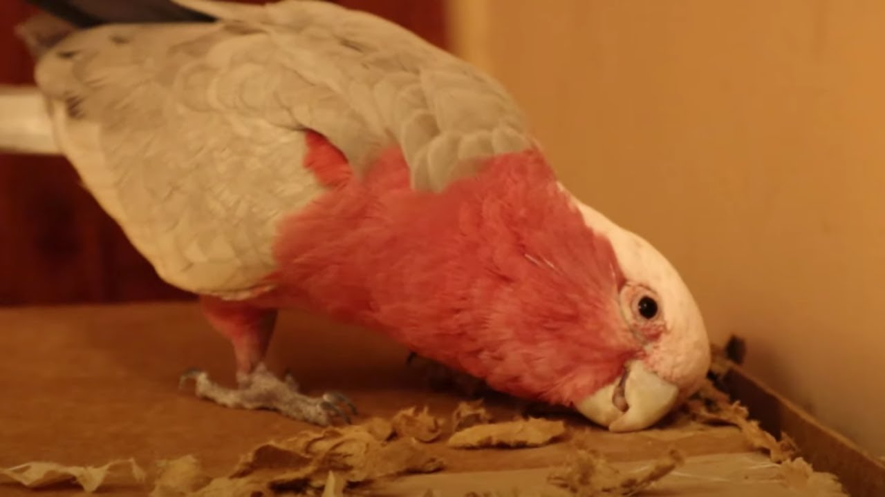 Vinny My Galah Cockatoo Scares George!! (Vinny Subtitles) | VINNY SHORTS