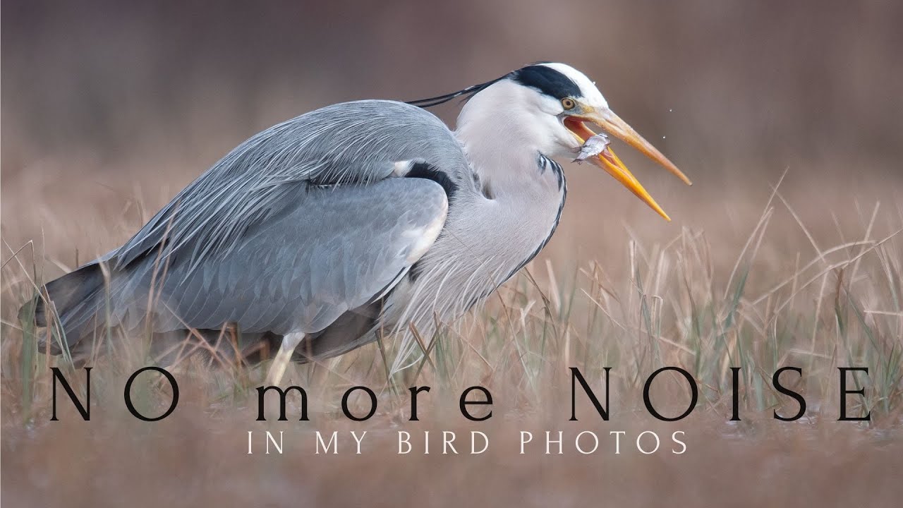 This is my NEW MAGIC tool || Editing my bird photos - topaz denoise