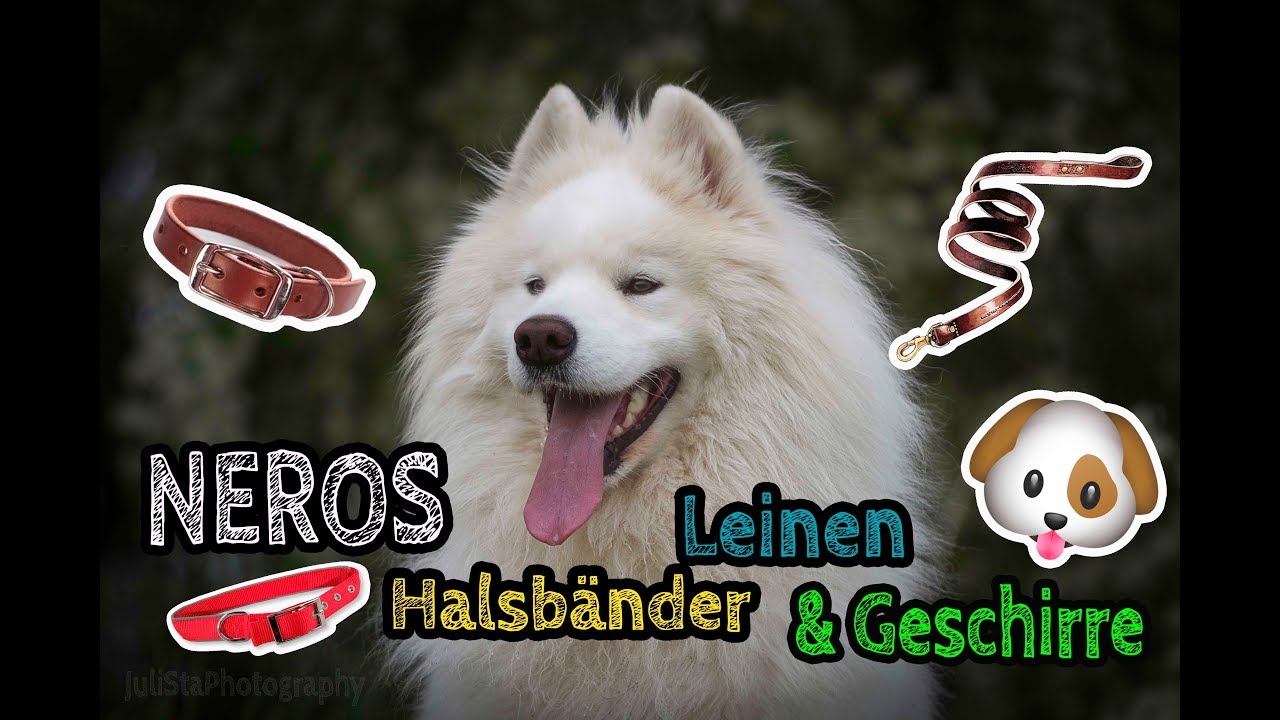 Ich zeige euch alle LEINEN, GESCHIRRE und HALSBÄNDER von NERO! Hunde-Ausstattung