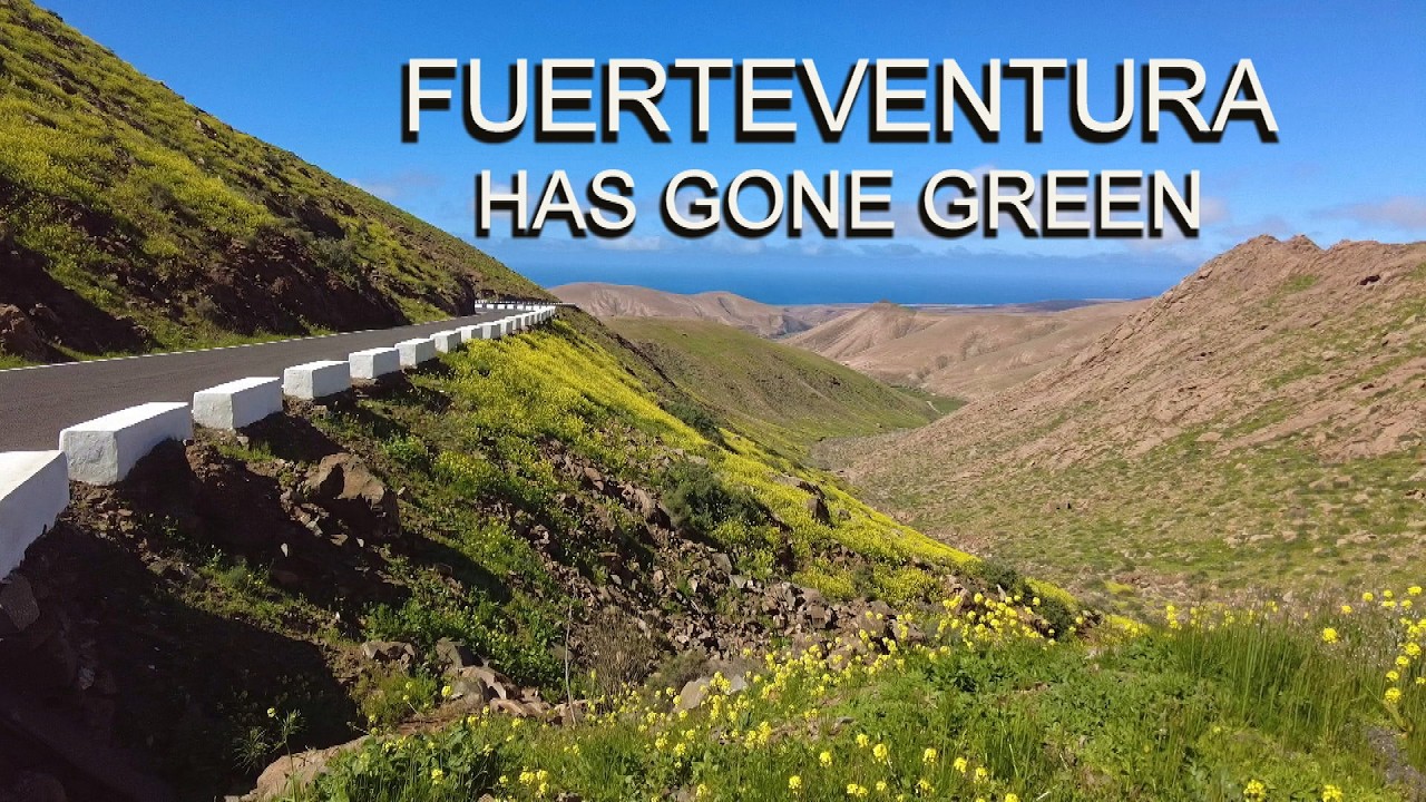 FUERTEVENTURA HAS GONE GREEN