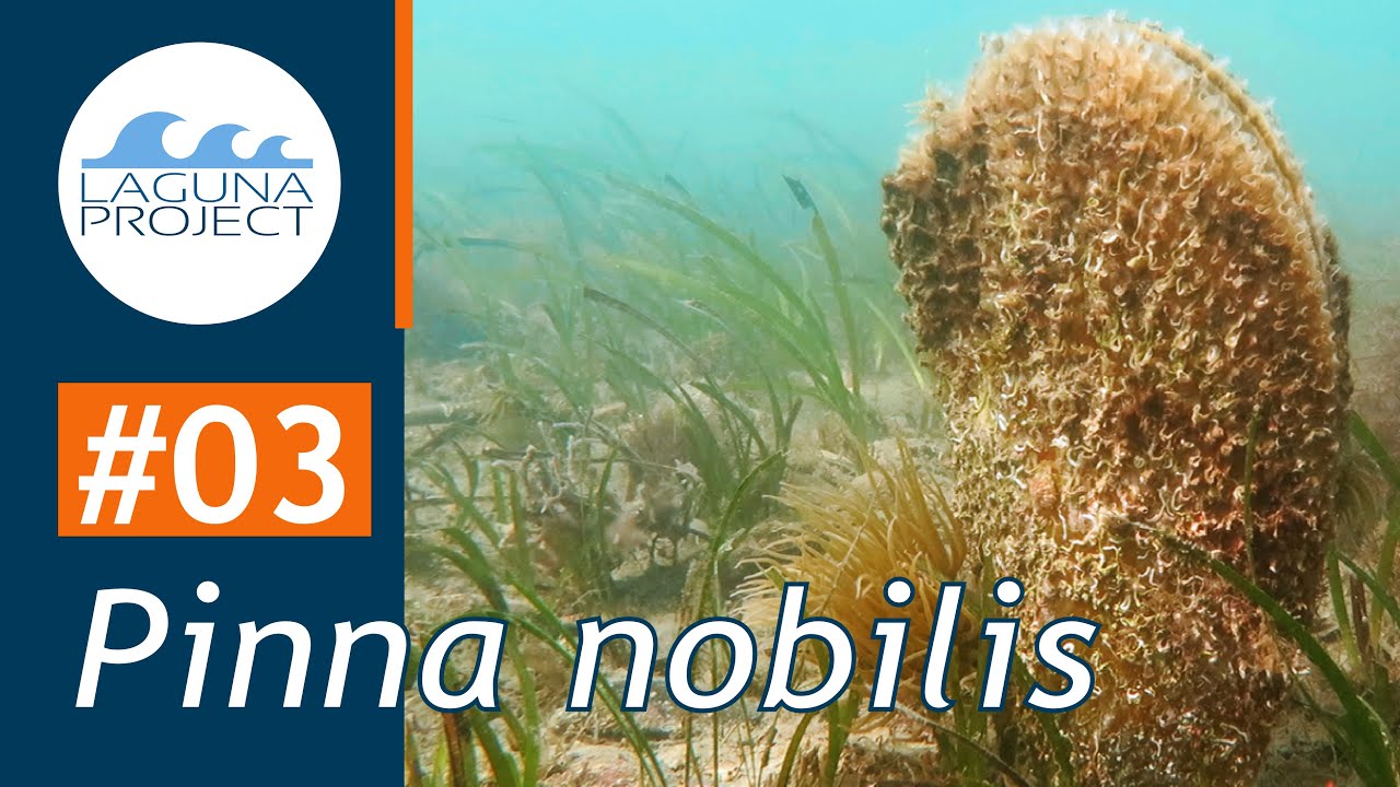 #03 PINNA NOBILIS | Atlante della fauna dell'Alto Adriatico
