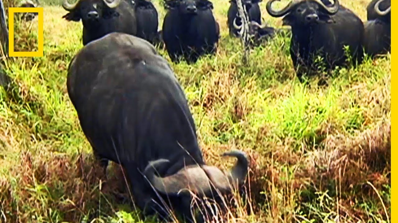 Des buffles en fureur vengent la mort de leur petit