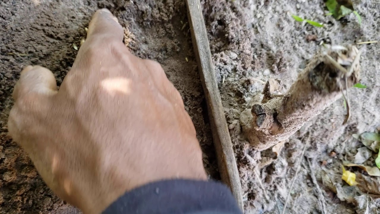 Plantio teste de germinação sementes brachiaria brizantha braquiarão
