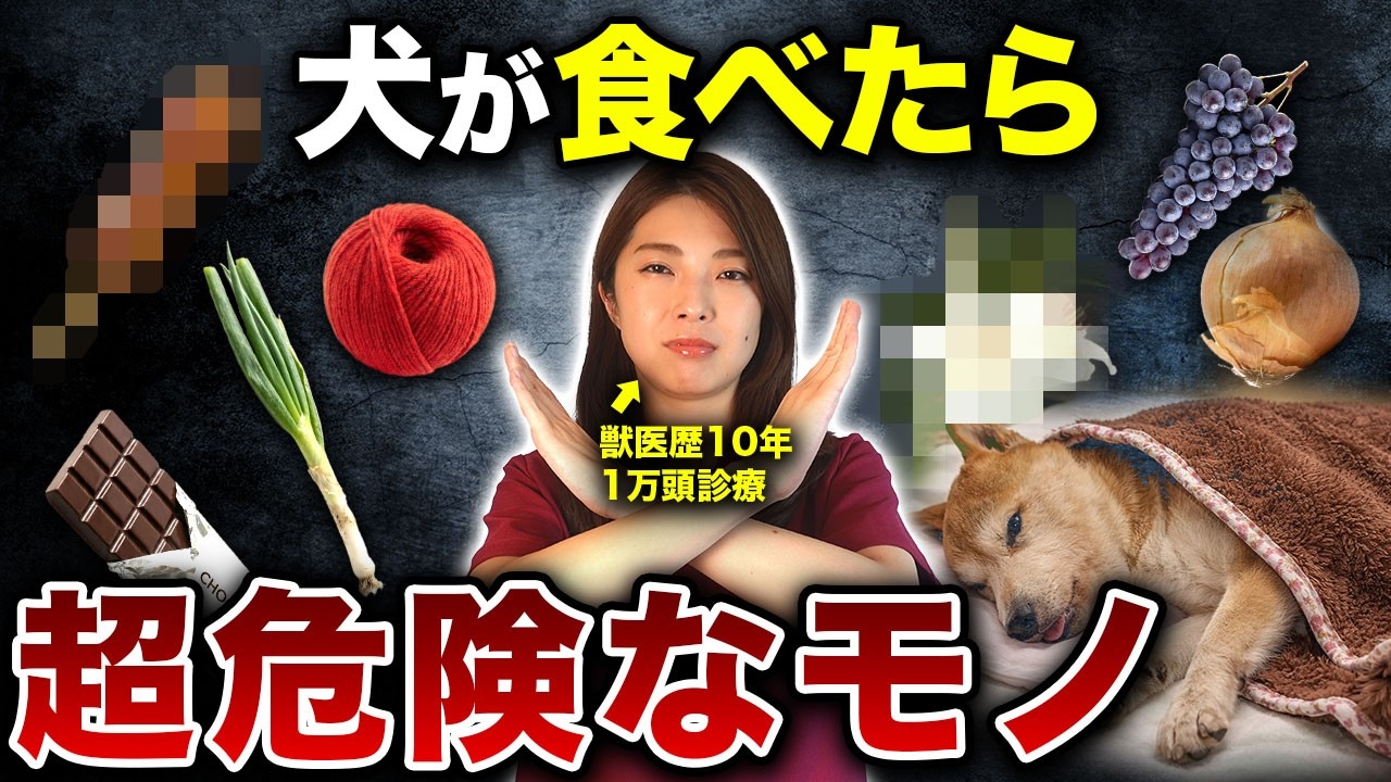 犬が食べたら超危険な物ランキングTOP7