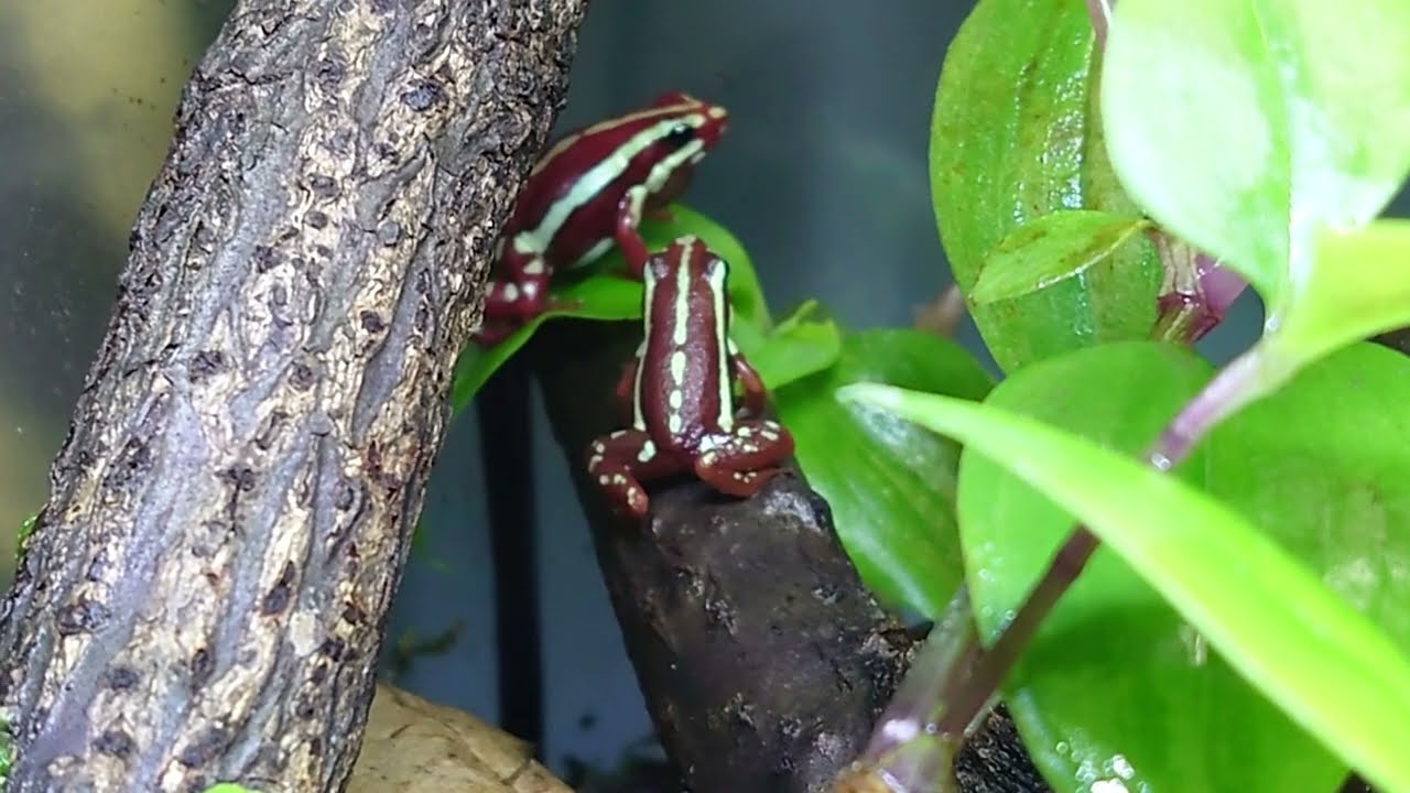 Anthony's poison arrow frog Epipedobates anthonyi male calling on my Vivarium.