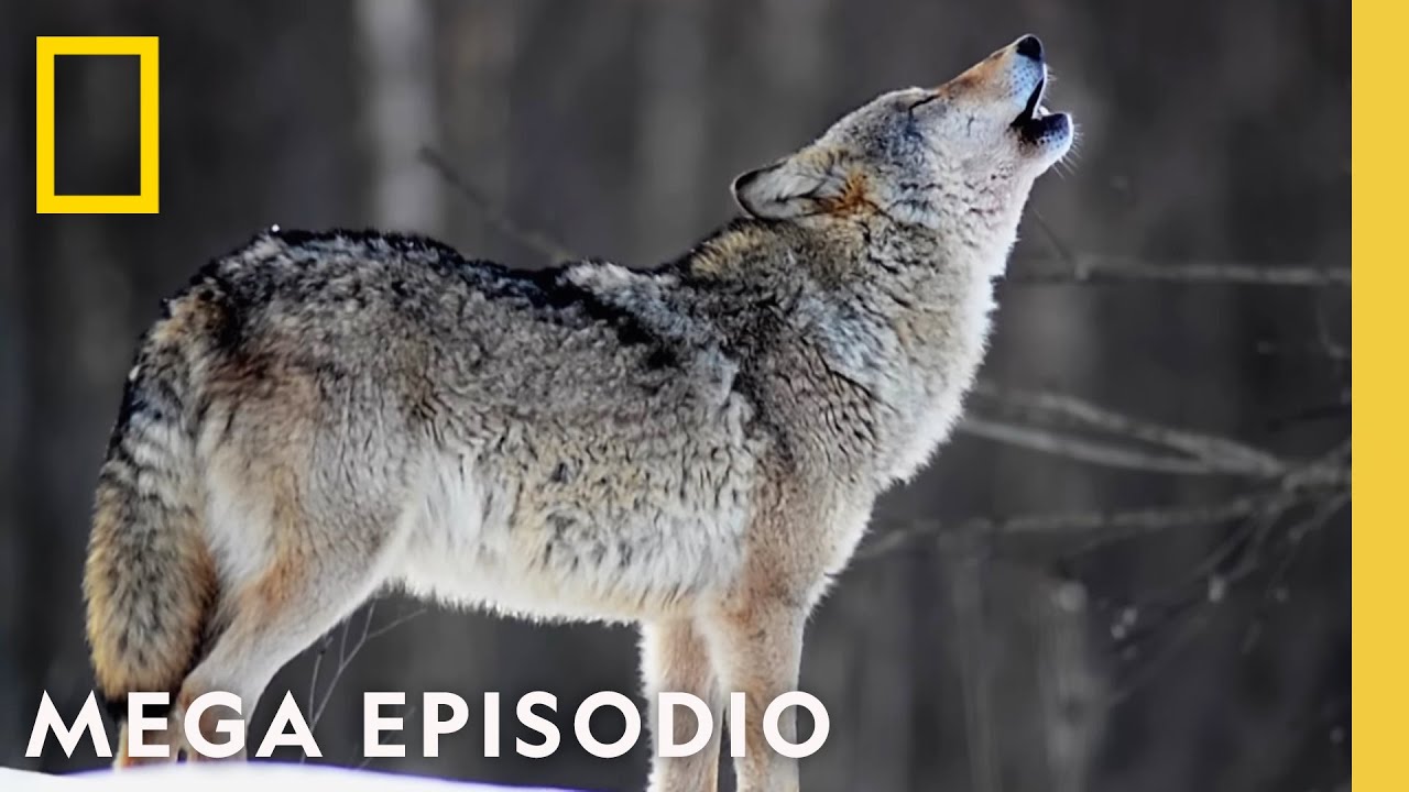 Noche de Pelea Animal MEGA EPISODIO | Nat Geo en Espa&ntilde;ol