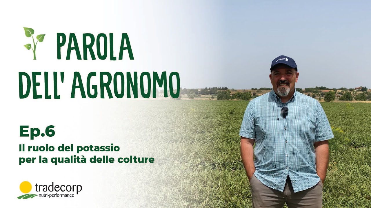 Parola dell'Agronomo - EP. 6 Il ruolo del potassio per la qualit&agrave; delle colture