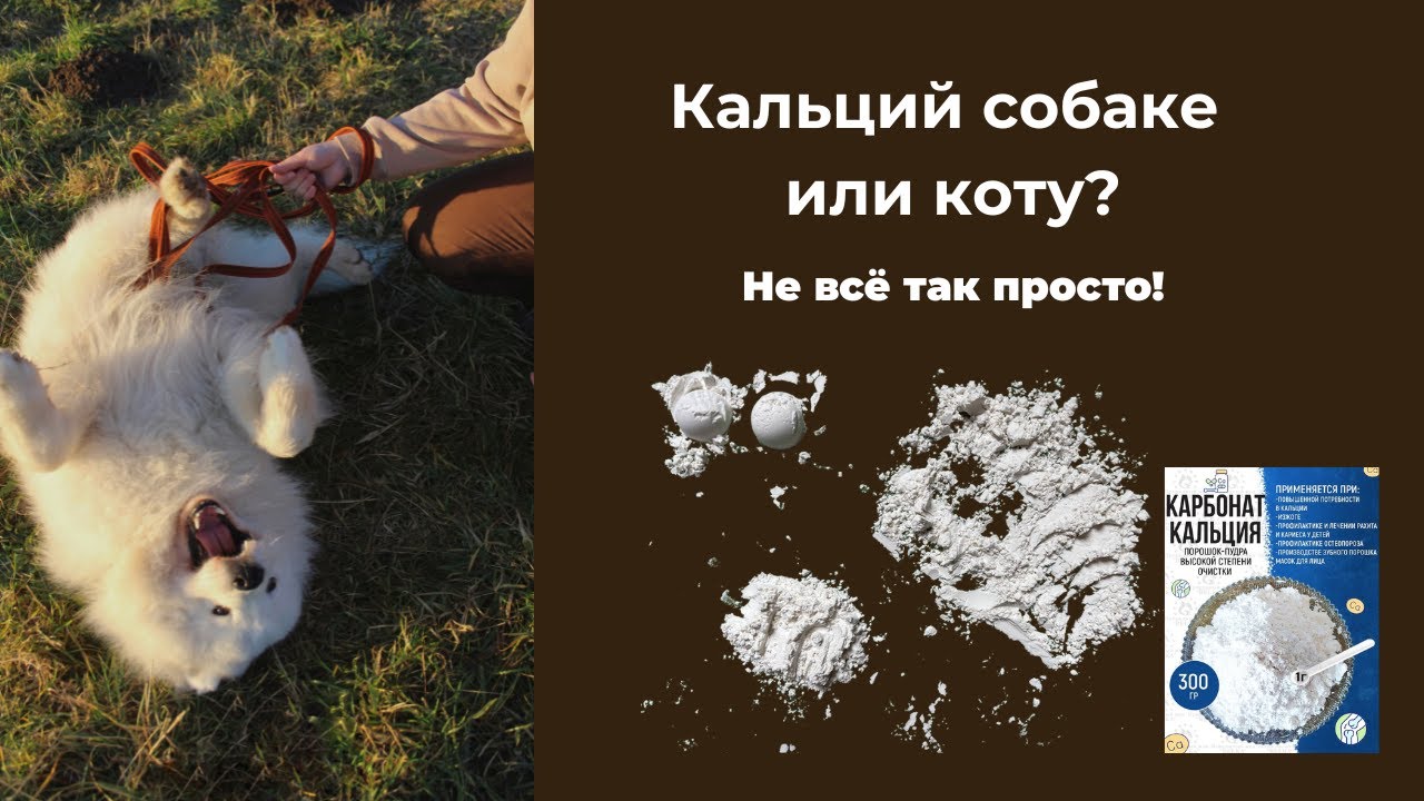 Всё о кальции для собак и котов: зачем, сколько и как давать? Сколько сыпать кальция на сухом корме?