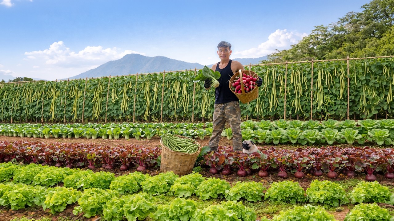 Harvest Yalong Bean To Sell At The Market And Cook With Them – Peaceful Farm Life: Garden, Livestock