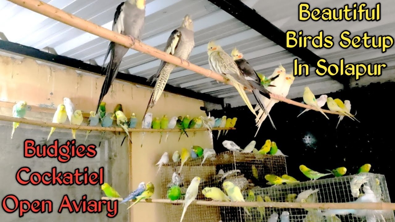 सोलापुर के इस लड़के की Birds Aviary 😳 देख कर दंग हो जाओगे आप || Budgies, Cockatiel, LoveBirds, Finch