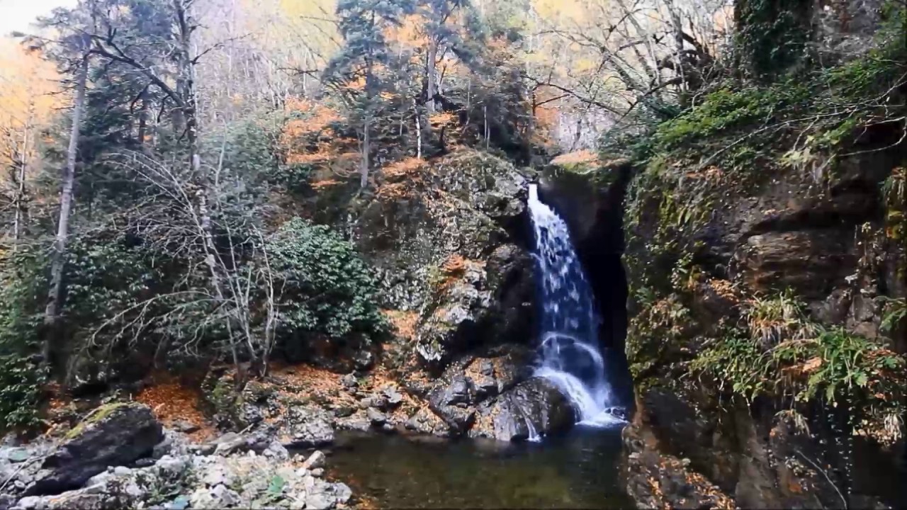 Yenice Ormanları