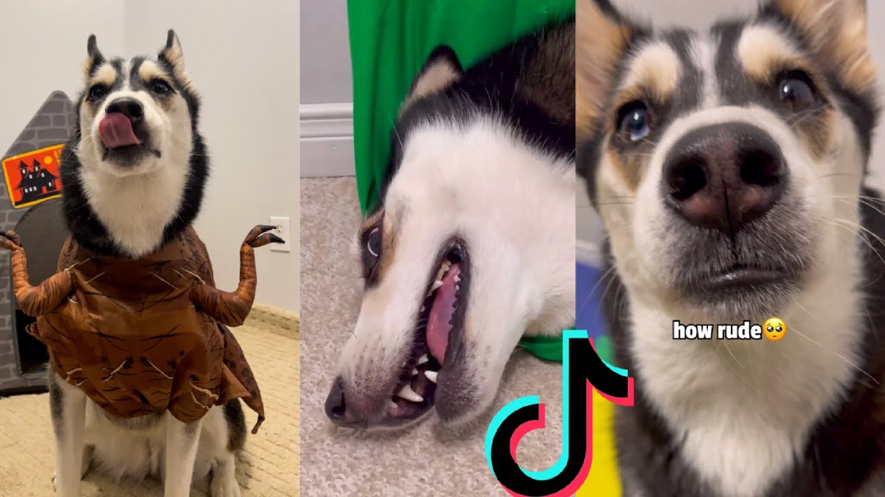 Tiktok Husky Compilation - MAYA HUSKY