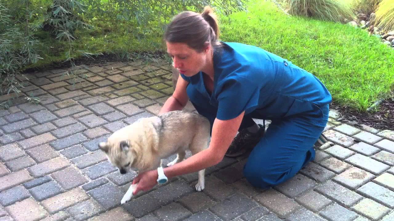 Dog Physical Therapy, Patterned Walk (612)925-1121