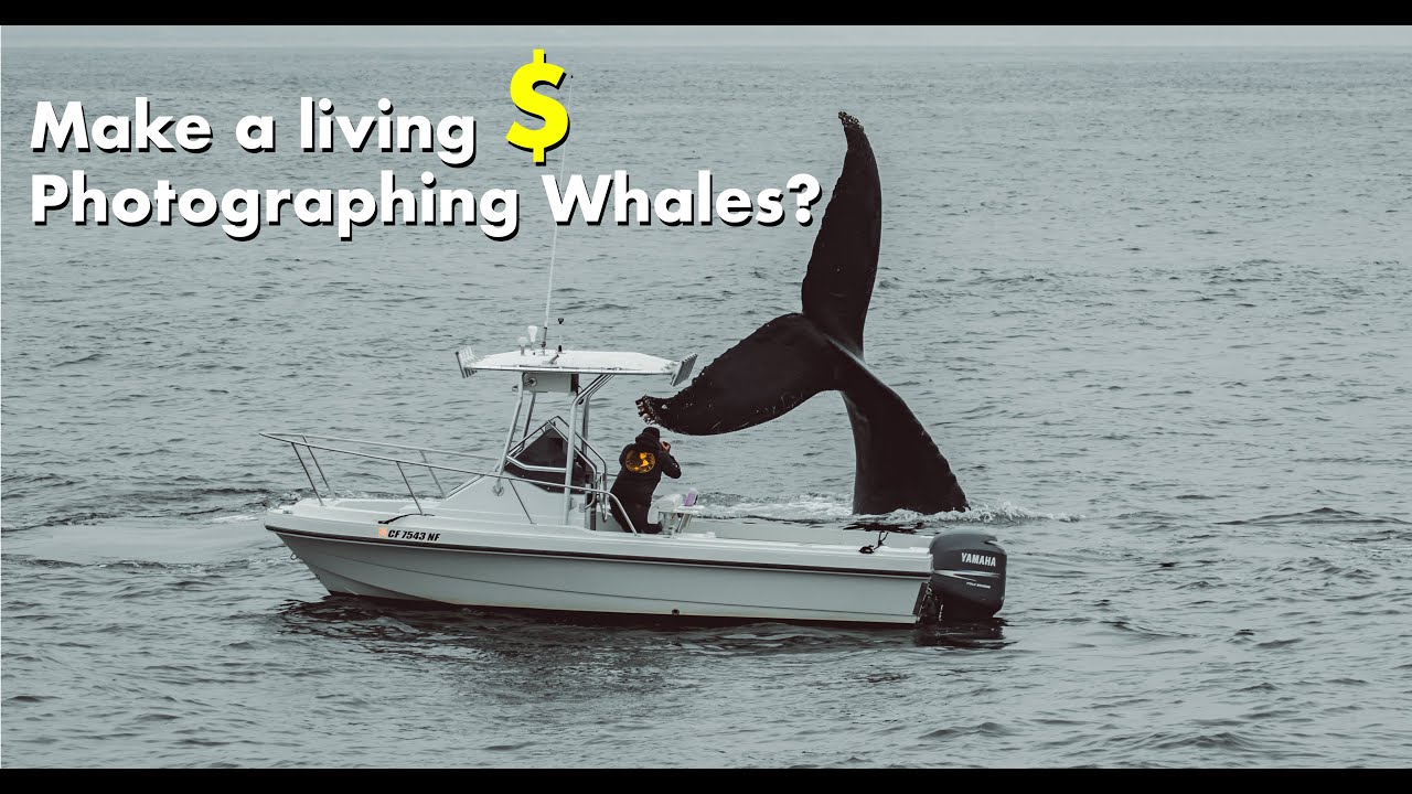 How to Photograph whales and dolphins for a living!