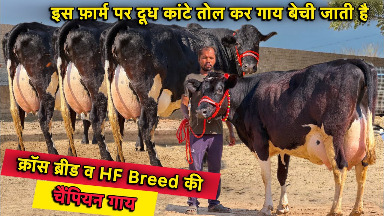 25 से 35 लीटर दूध कांटे तोलने वाला👍HF व क्रॉस ब्रीड की 6 गाय बिकाऊ👌HF & Cross Breed Cows For Sale 