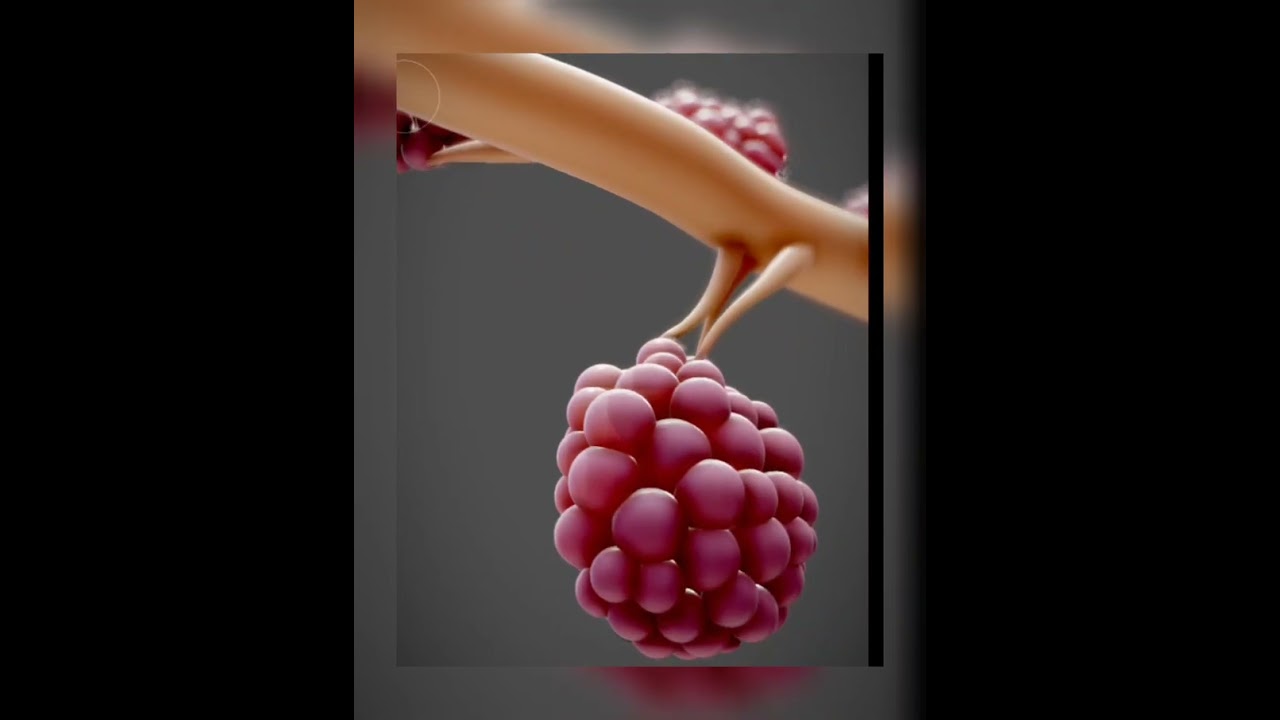 Alveoli Sac: Air‑Sacs, Gas Exchange & Iconic Diagram Explained!