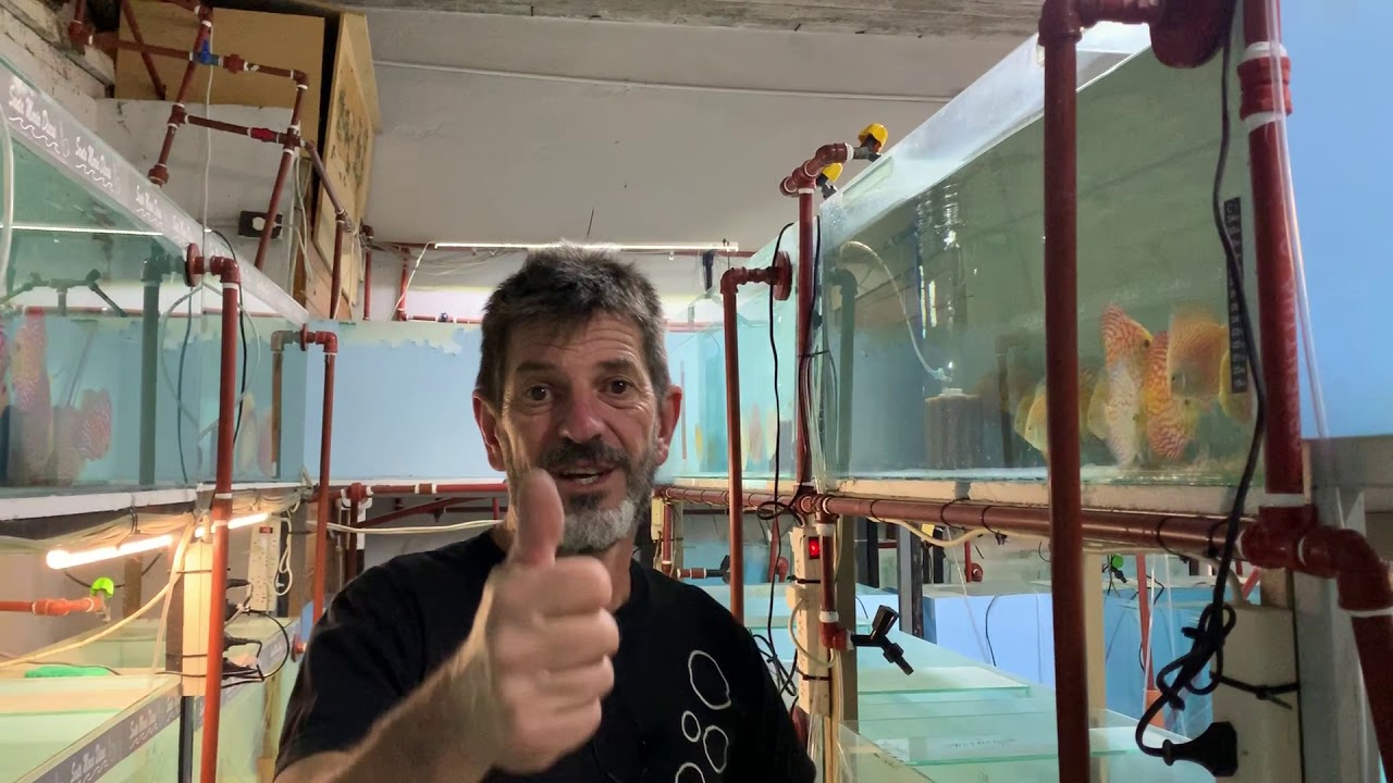 ALIMENTACION PEZ DISCUS - CAPITULO 6