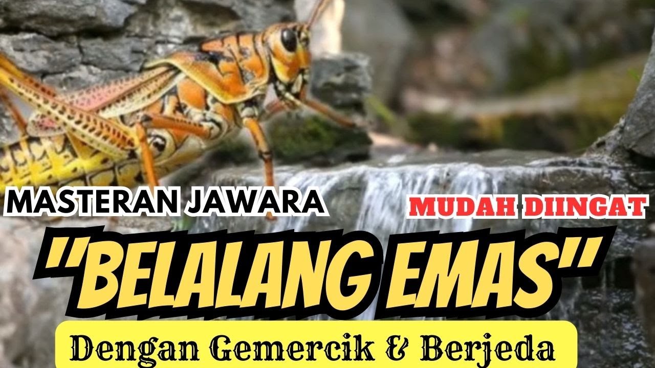 TOP MASTERING ! SUARA BELALANG EMAS DG GEMERCIK AIR & BERJEDA | MUDAH DIINGAT