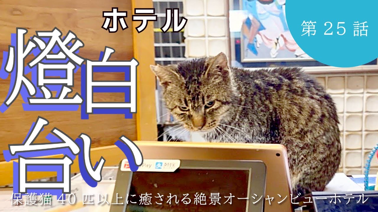 【ホテル白い燈台】40匹以上の保護猫が暮らす絶景ホテルで1泊2日のお手伝い旅/徳島県/美波町日和佐/看板猫がいるお宿/猫たちの通院とスペイへ