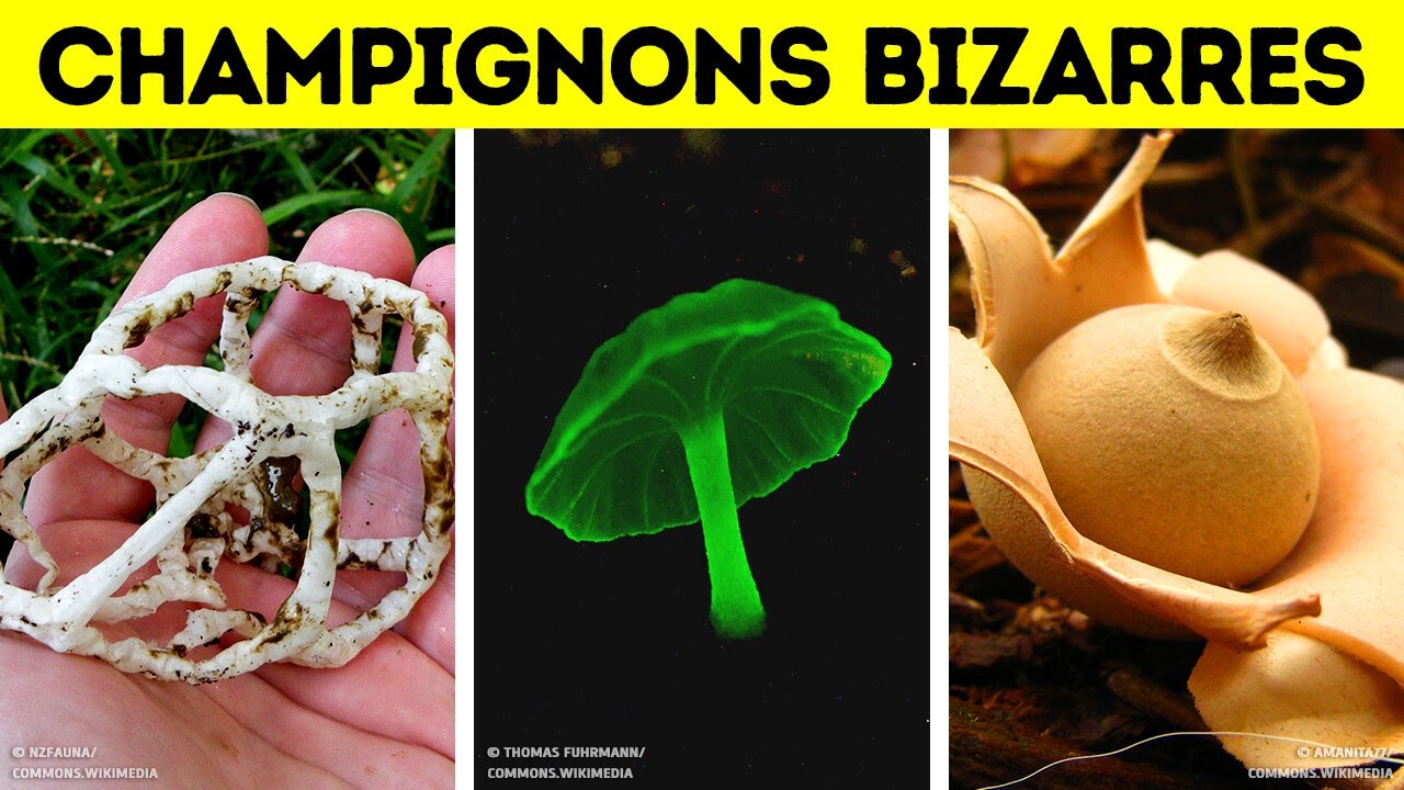 Les Champignons Sont Étrangement Fascinants