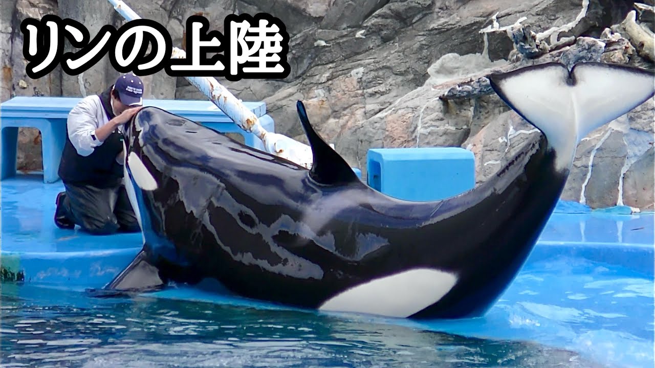 シャチのリンちゃん　見事な上陸ですね【名古屋港水族館】Orca Lynn-chan Nagoya Aquarium 