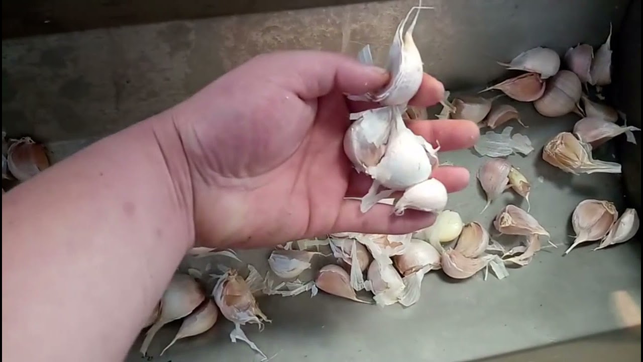 Garlic clove Separator Broker Breaking Equipment Garlic bulb and head Separating Machine