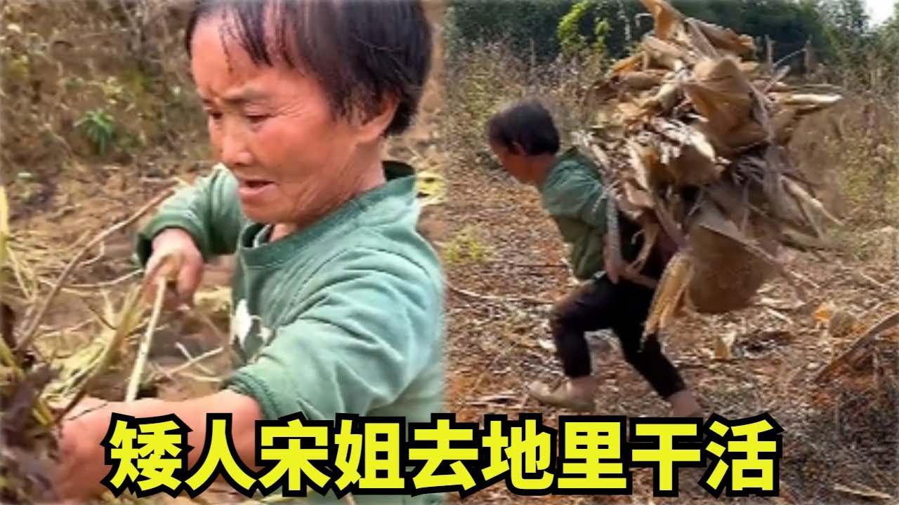 矮人宋姐天气暖和去地里干活， 90岁妈妈煮的甜酒粑粑真甜！