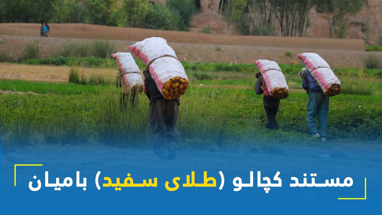 مستند کچالو (طلای سفید) بامیان