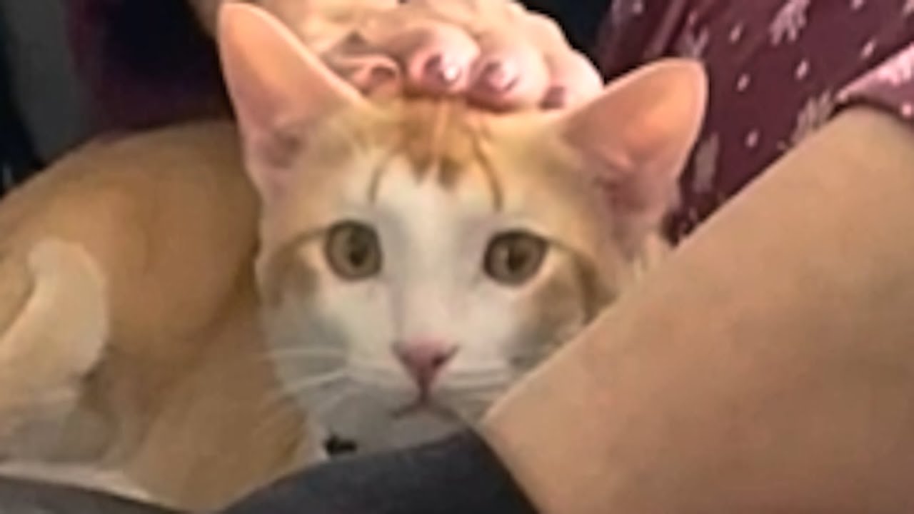 Street kitten ignored by everyone finds a home