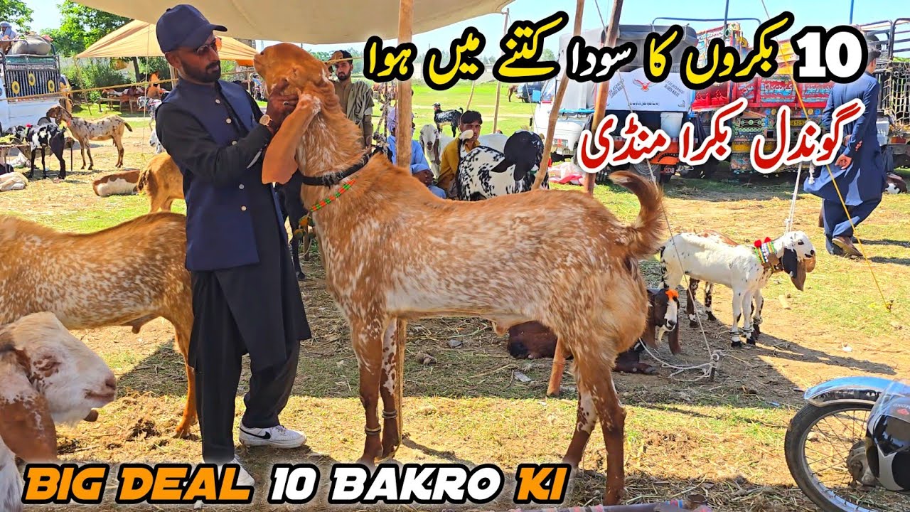 Big Deal 10 Bakro Ki Bakra Mandi Gondal Attock Latest Update April 2026 | Qurbani Bakra Eid 