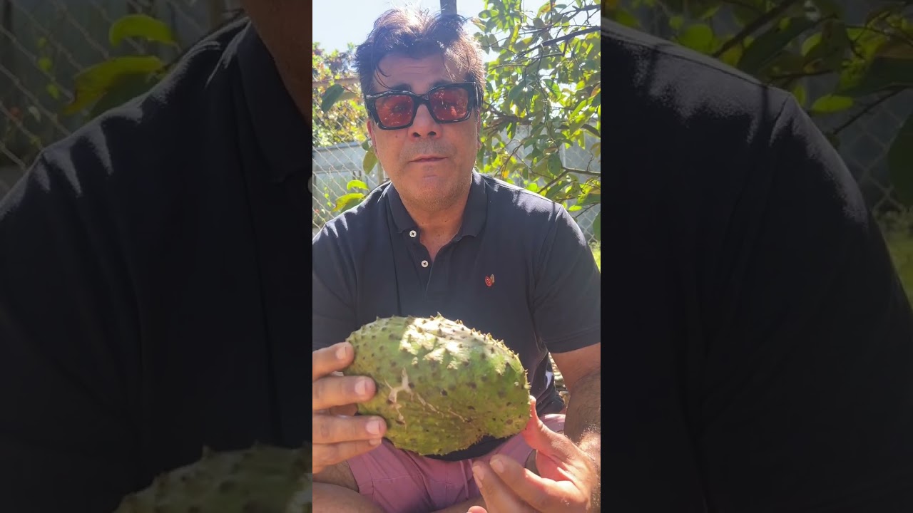 Miami cv. Soursop aka Guanabana 