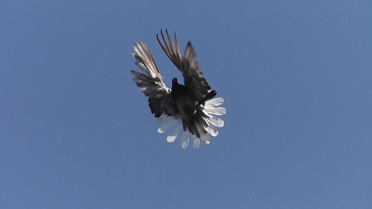 Pigeon farm / Голубиное хозяйство