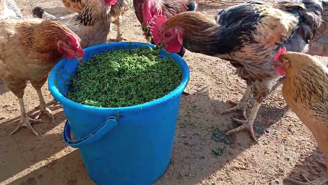 5 Amazing Benefits of Using Azolla as Feed