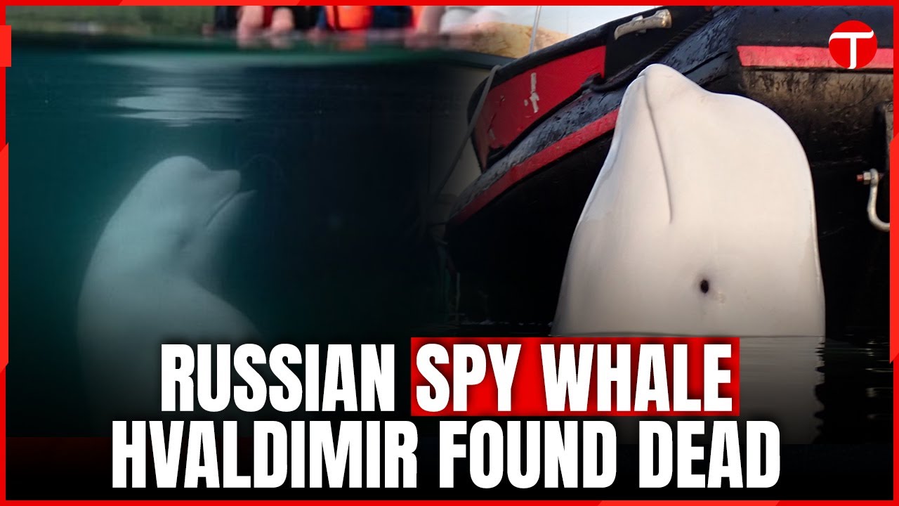 Famous alleged 'Russian spy' whale 'Hvaldimir' found dead in Norway