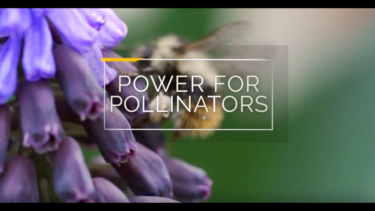 Power For Pollinators