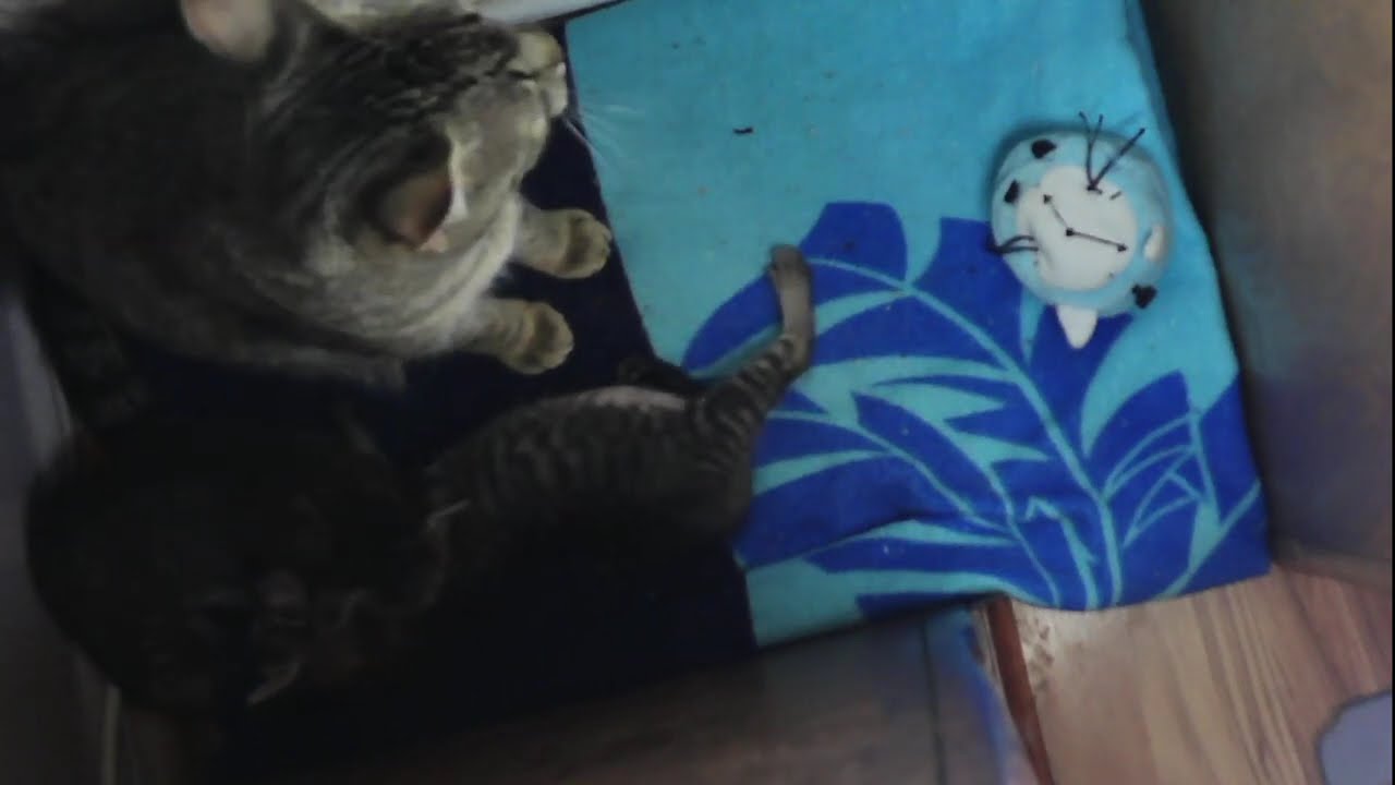 Relax 2 hours w/Daisy and Kittens Day 18