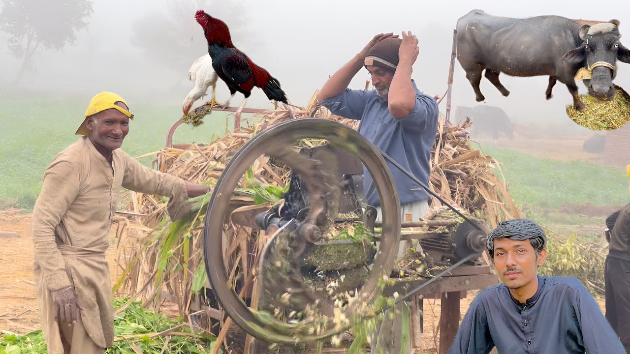Daily Village Life | Cow 🐄 Buffalo 🐃 Aseel Murghay 🐓 | Tubewell Farming Life