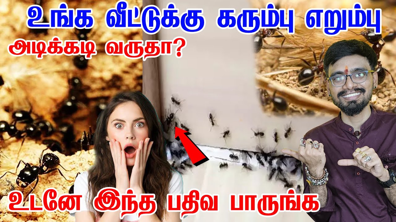 கருப்பு எறும்பு வீட்டிற்கு வந்தால் அதிர்ஷ்டமா? ஆபத்தா? | Karuppu Erumbu Veetukul Vanthal Enna Palan