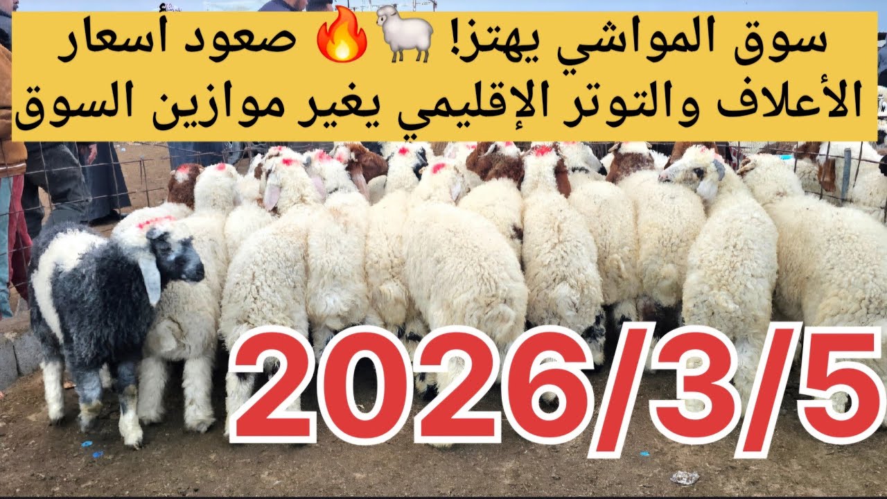 سوق المواشي يهتز! 🐑🔥 صعود أسعار الأعلاف والتوتر الإقليمي يغير موازين السوق