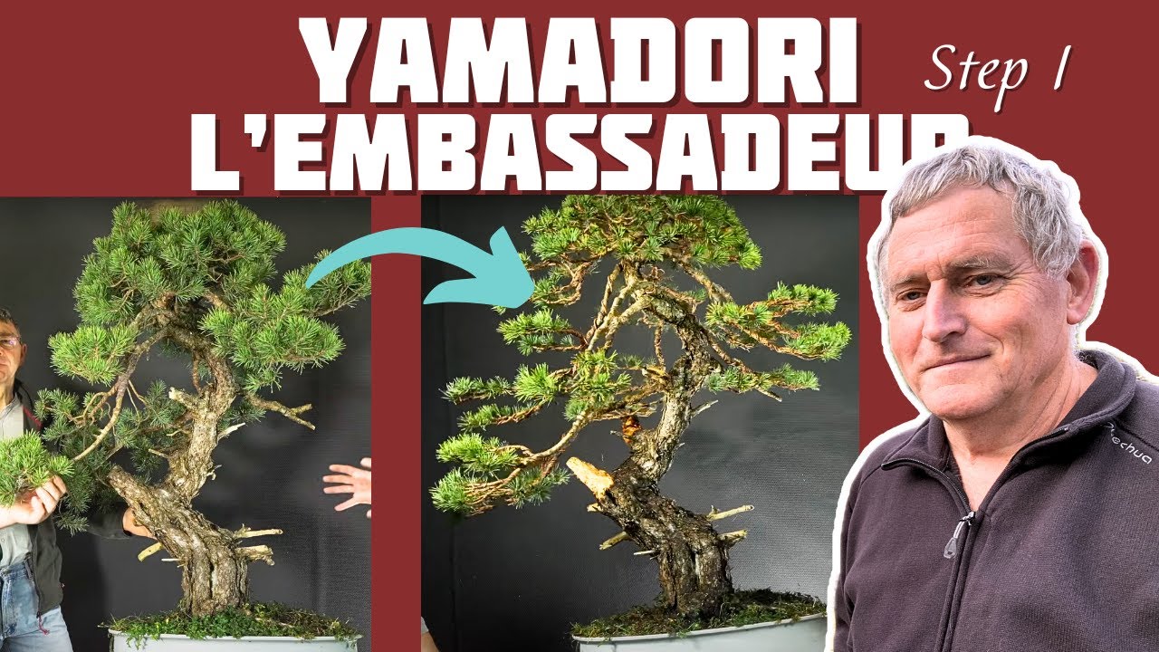 Mise en Forme Intermédiaire sur un Yamadori- L'EMBASSADEUR - 🌱NEJIKAN BONSAI 🌱