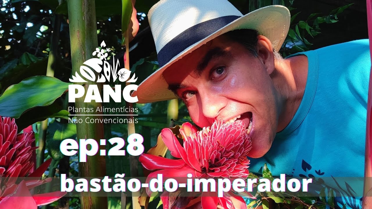 EPISÓDIO 28 - BASTÃO-DO-IMPERADOR | #pancnaveia #valdelykinupp