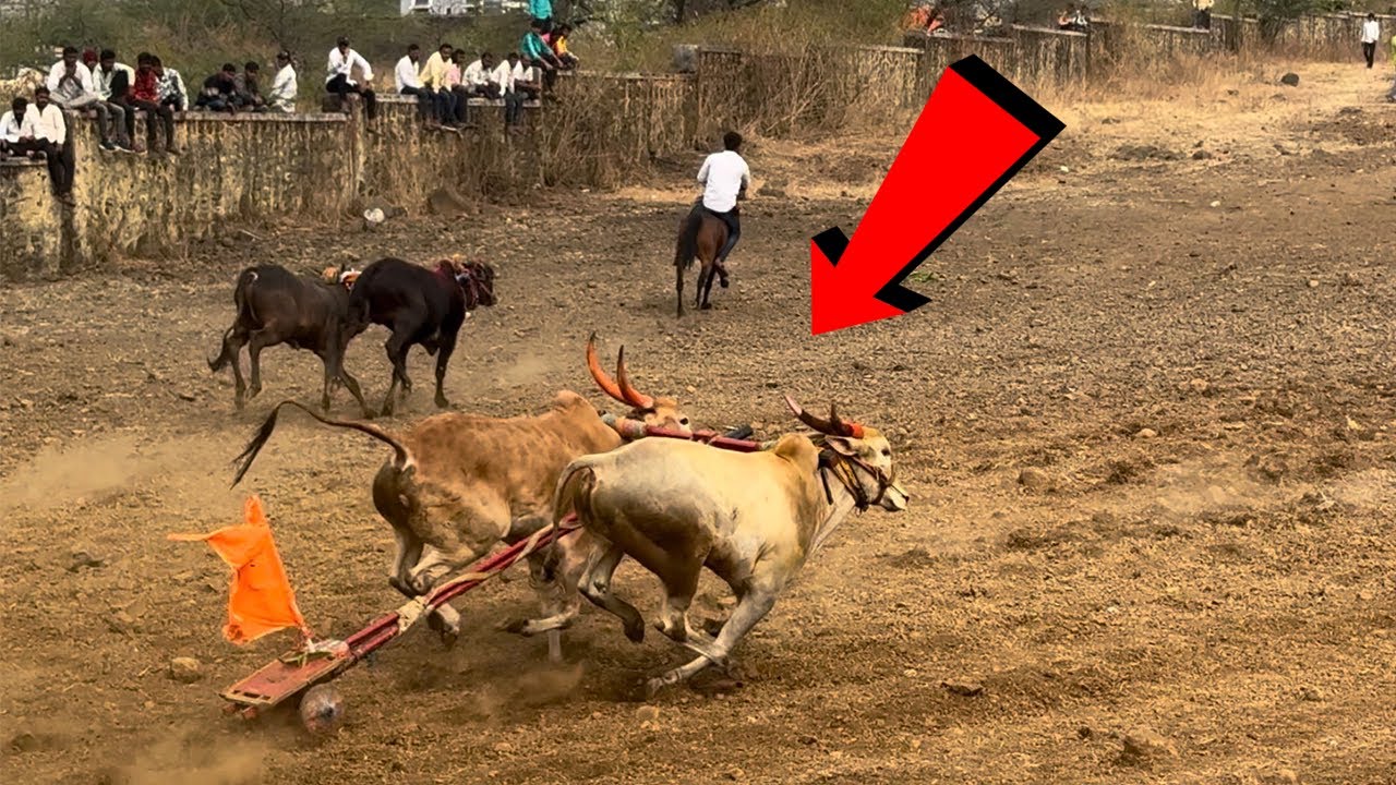 एवढा thrilling खेळ पण अजूनही नीट ￼पाहिजेतसा fame का नाही भेटत | #khillar #khillarcow 