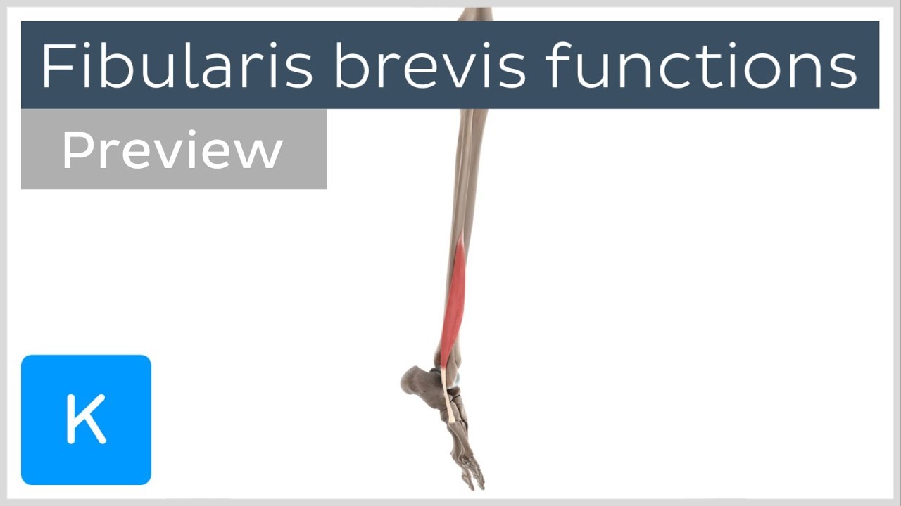 Functions of the fibularis brevis muscle (preview) -  3D Human Anatomy | Kenhub