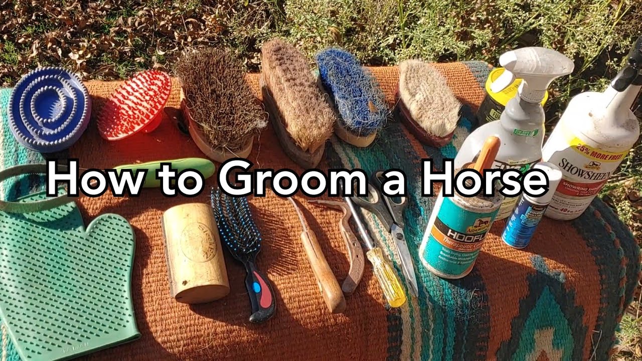 How to groom a horse - What you need to keep your horse clean and healthy