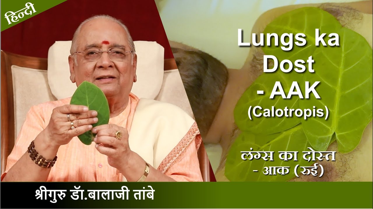 लंग्स का दोस्त - आक (रुई ) Calotropis-true friend of the lungs